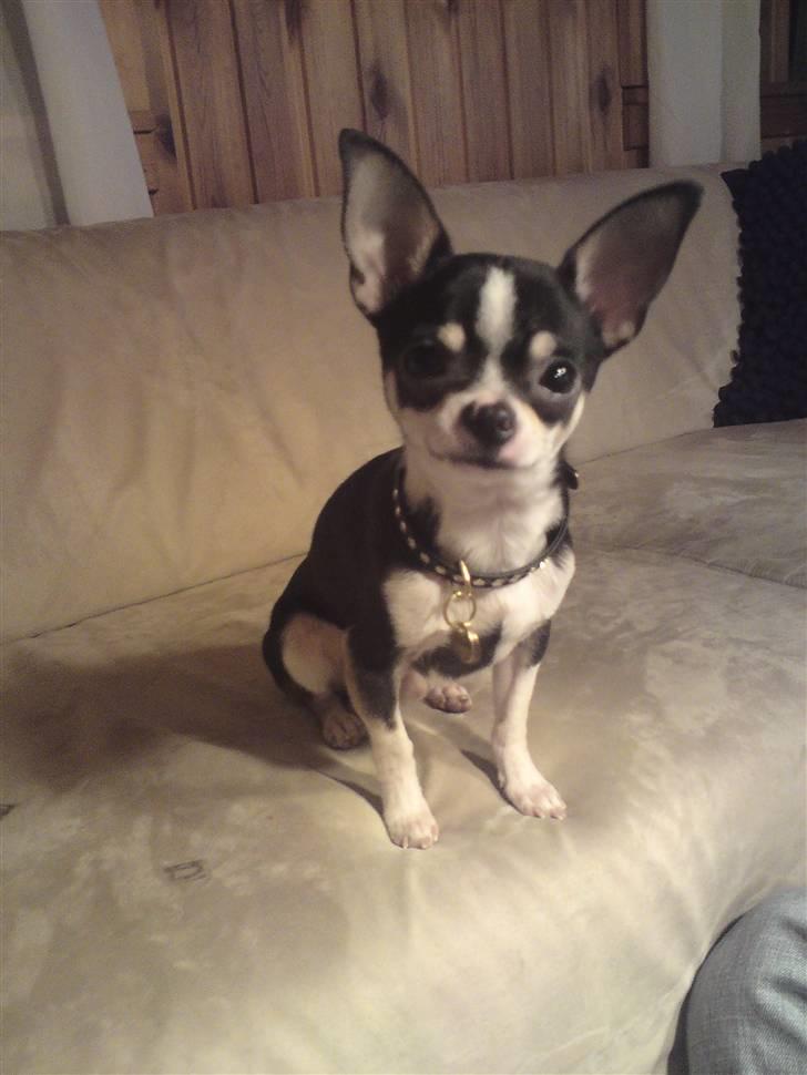 Chihuahua Batman - Kan man forstår han hedder Batman??? billede 9