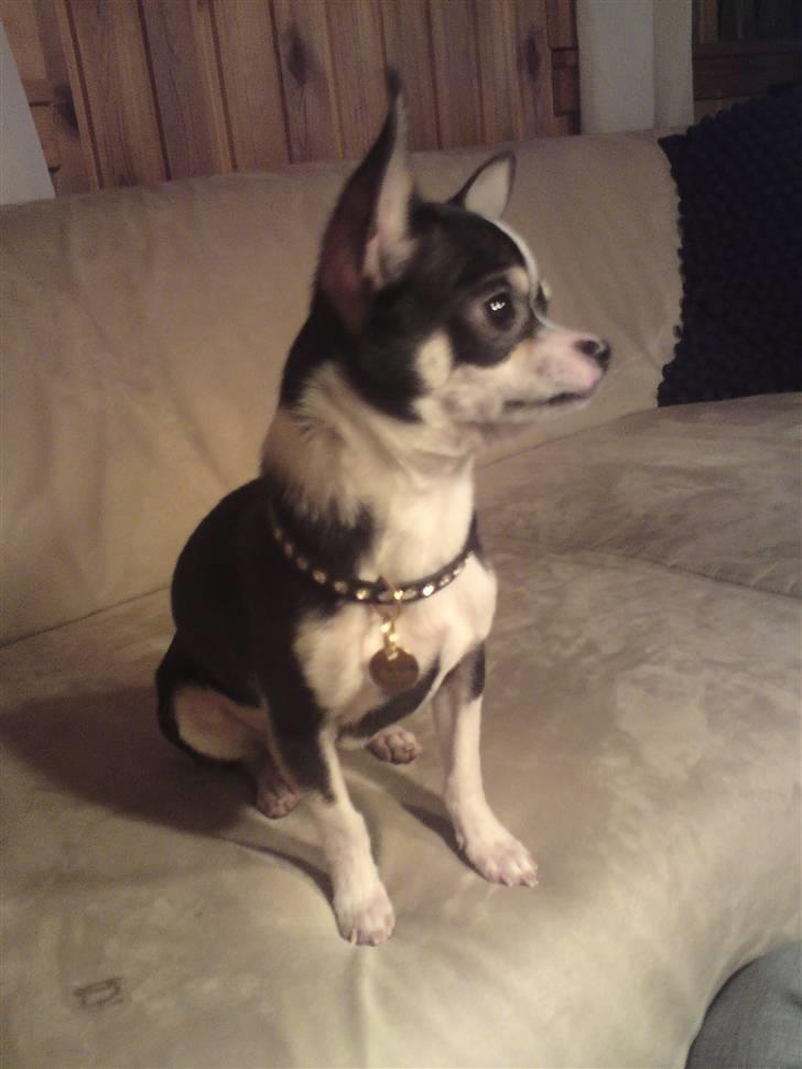 Chihuahua Batman billede 10