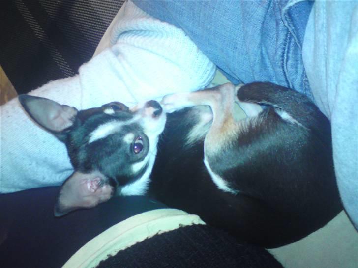 Chihuahua Batman - Lille putte hund:) billede 11