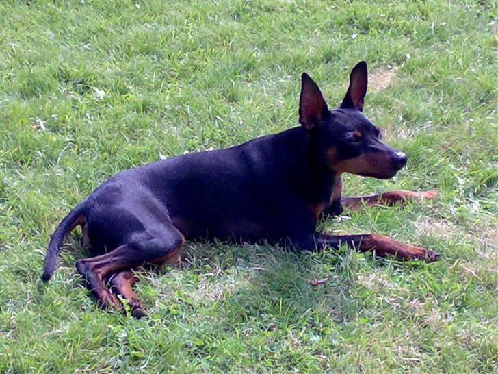 Dvaergpinscher Wiggo - Her er så dejligt i solen. billede 18