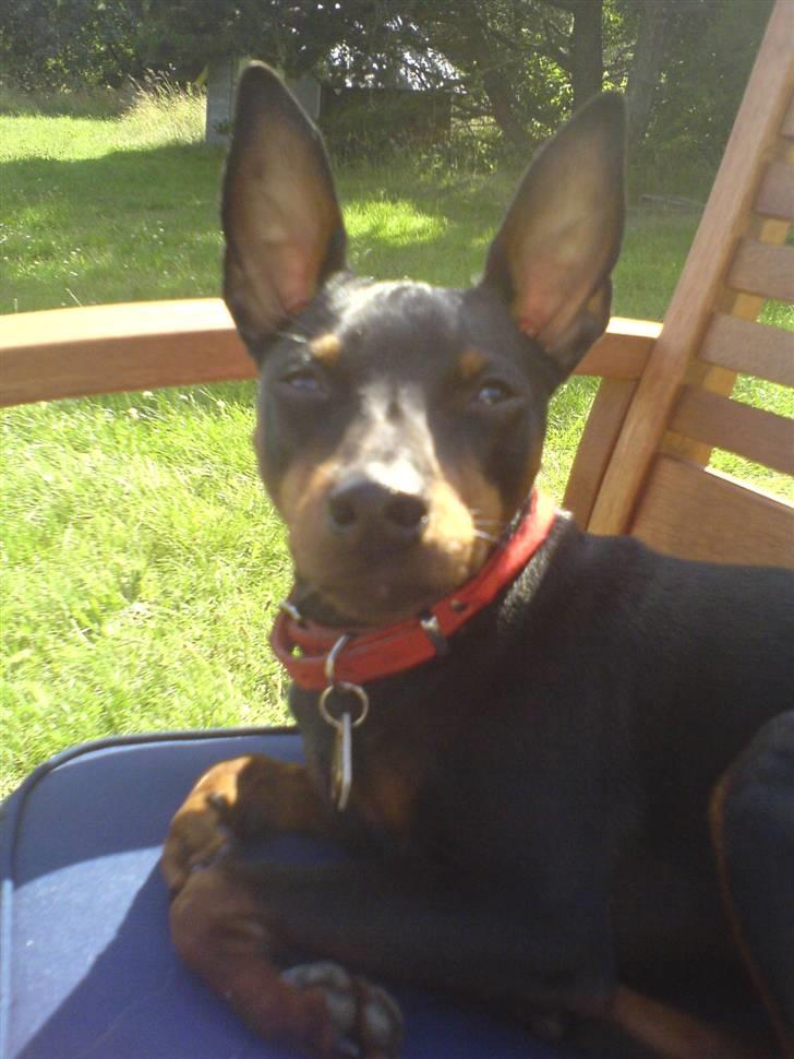 Dvaergpinscher Wiggo billede 20