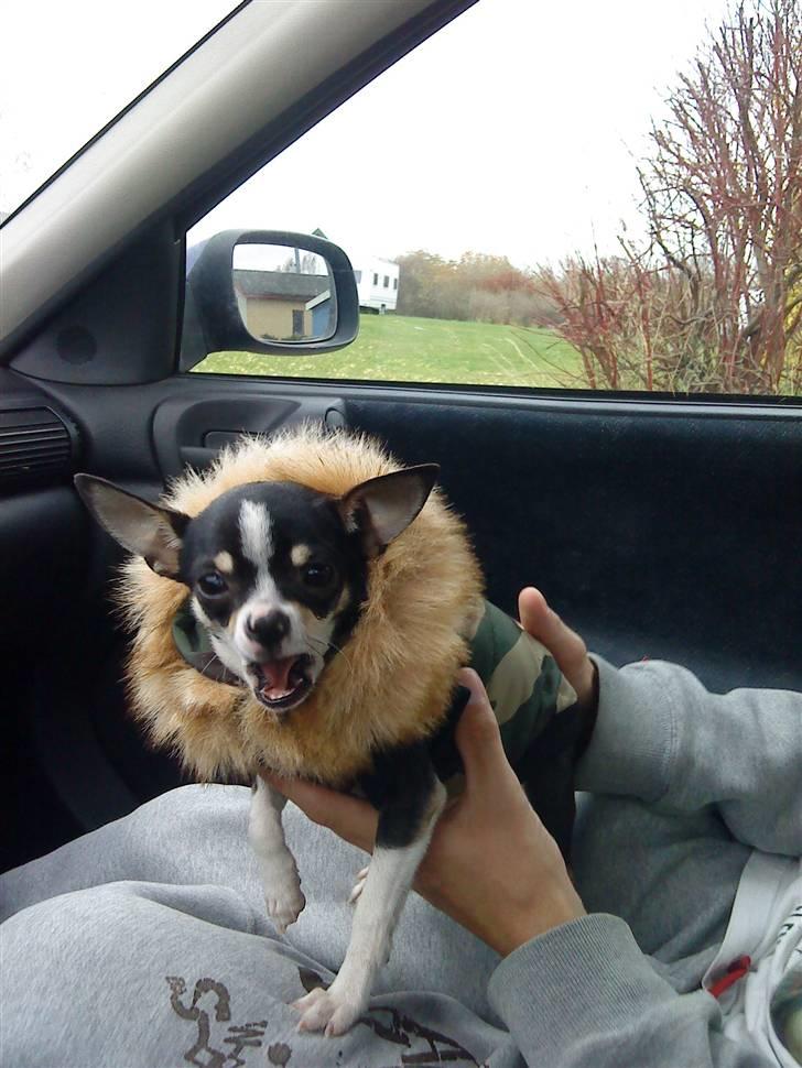 Chihuahua Batman - Lidt sej i vinterjakke.. :) billede 12