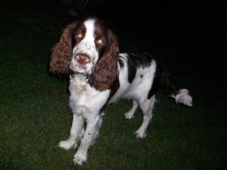 Engelsk springer spaniel Molly(Charmarqs Princess) billede 1