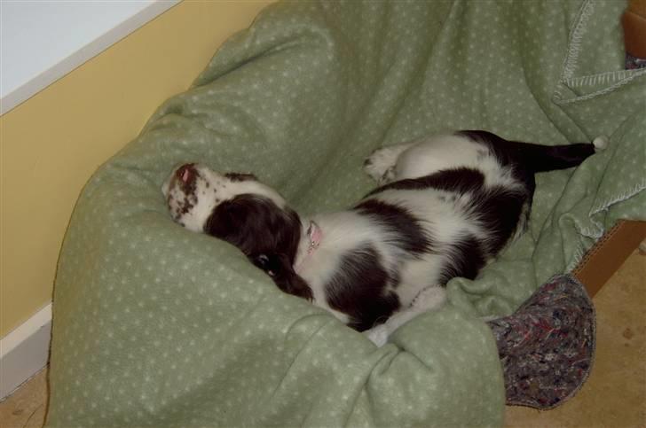Engelsk springer spaniel Molly(Charmarqs Princess) - Lille bitte Molly sover! billede 3