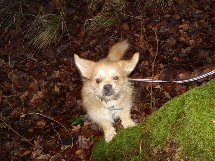 Blanding af racer Chicko <3 billede 14