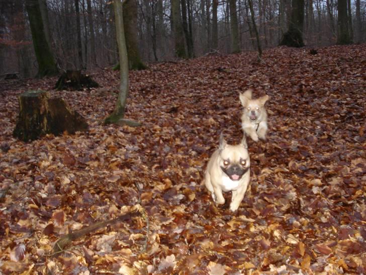 Blanding af racer Chicko <3 - Chicko og Trunte :b billede 15