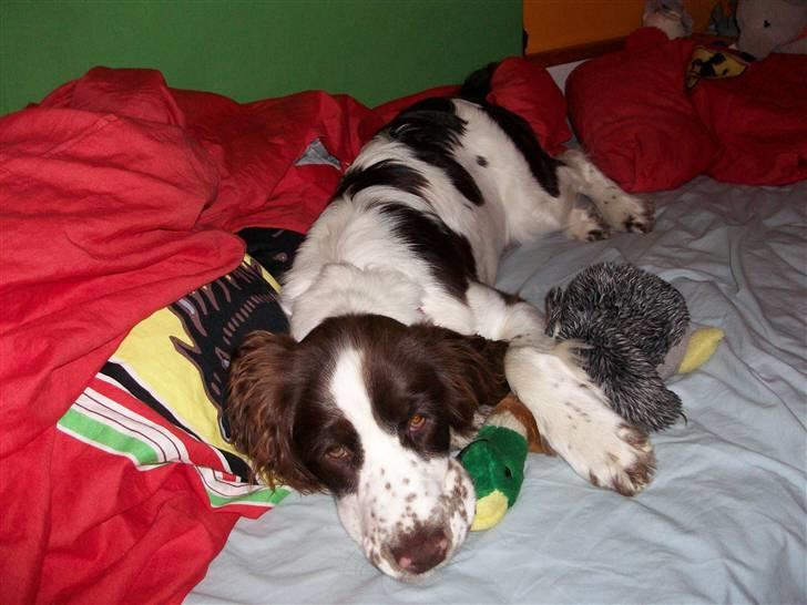 Engelsk springer spaniel Molly(Charmarqs Princess) - Hygger med hendes bedste ven (anden) :D billede 7