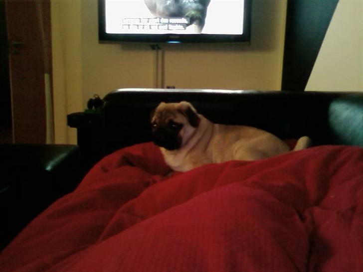 Mops Mops billede 13