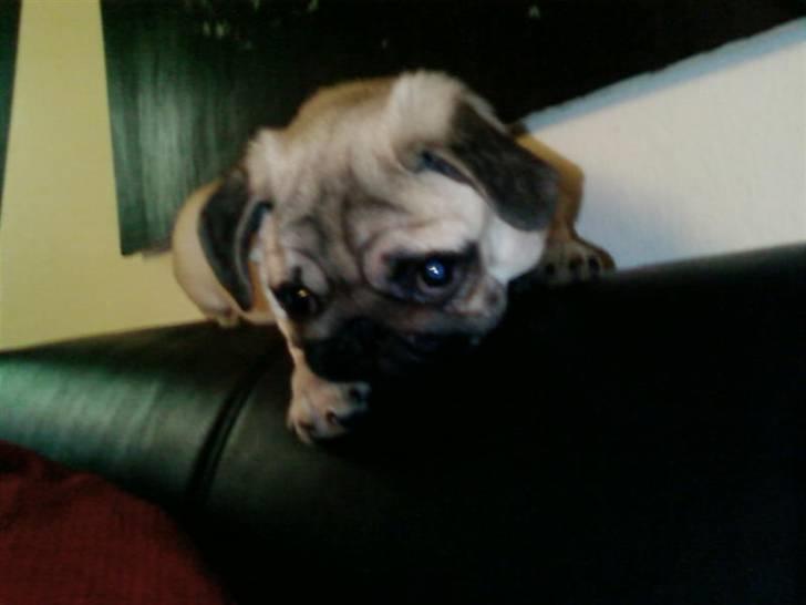 Mops Mops billede 14