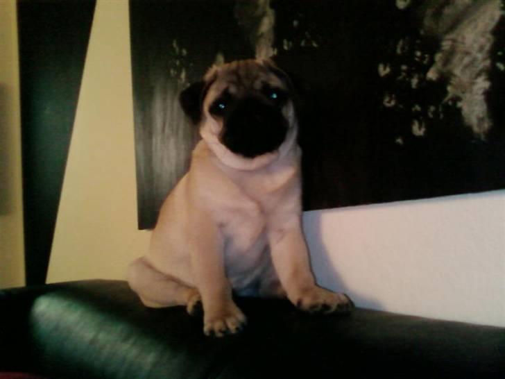 Mops Mops billede 15