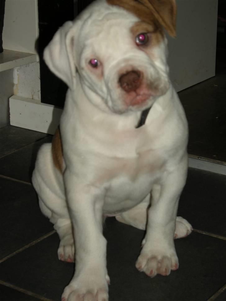 Amerikansk bulldog Judie billede 1