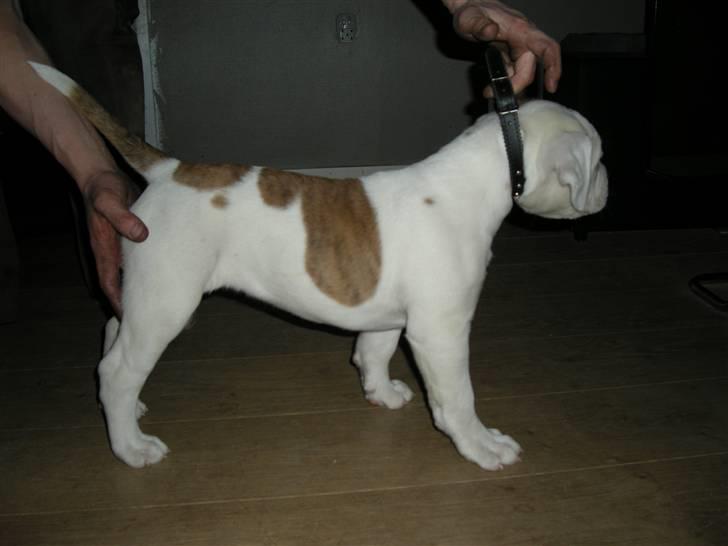 Amerikansk bulldog Judie billede 2