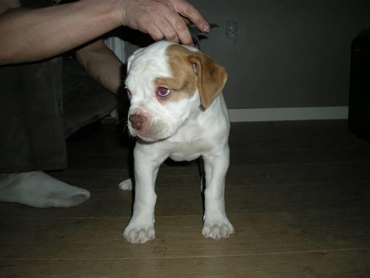 Amerikansk bulldog Judie billede 3