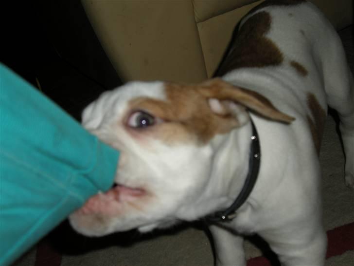 Amerikansk bulldog Judie billede 4