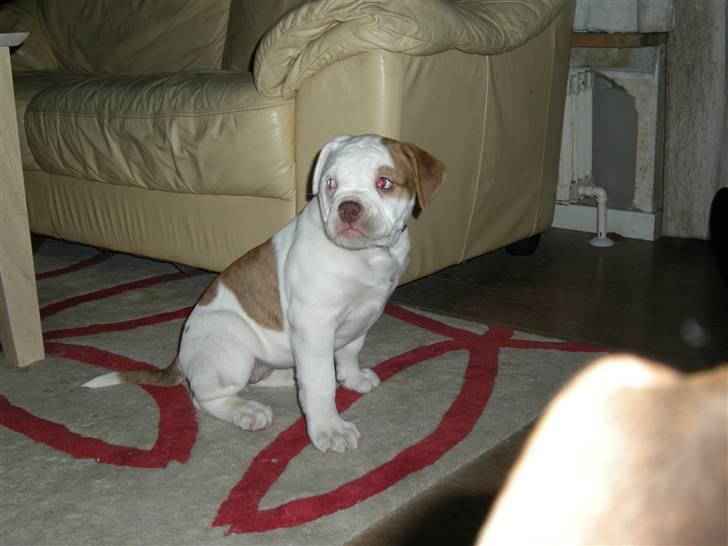 Amerikansk bulldog Judie billede 5