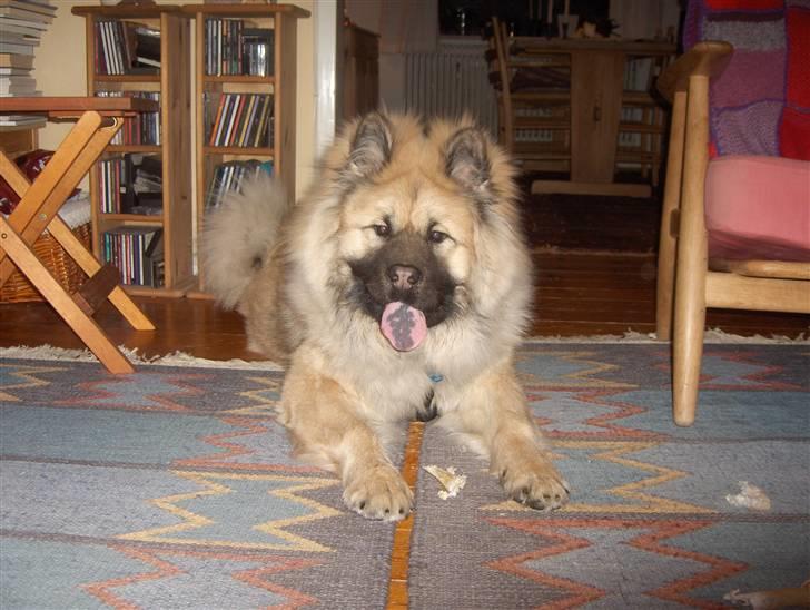 Eurasier Oskar (Blue Moon) - Oskar 7 mdr. og 1 uge billede 17