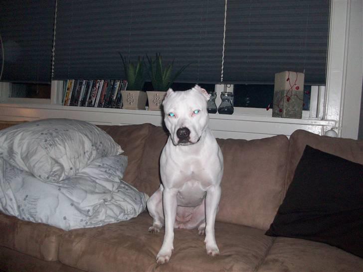 Dogo argentino Putte billede 20