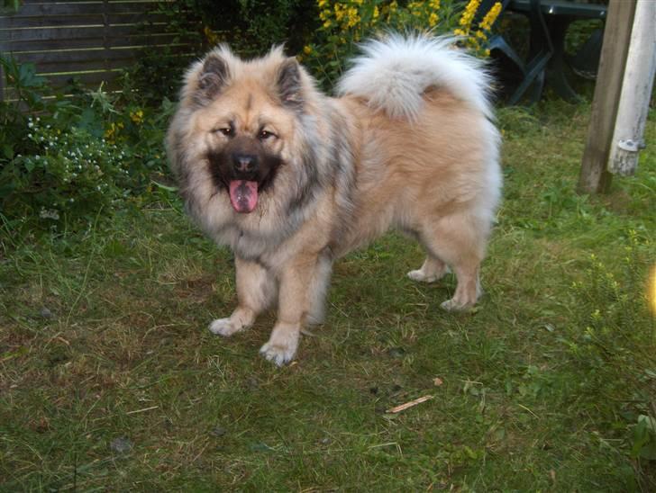 Eurasier Oskar (Blue Moon) - Oskar 1 år billede 19