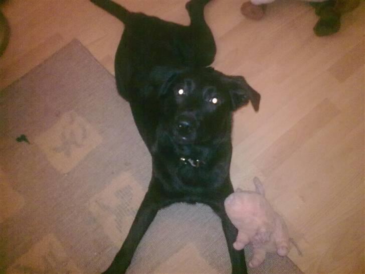 Labrador retriever Nicko billede 1