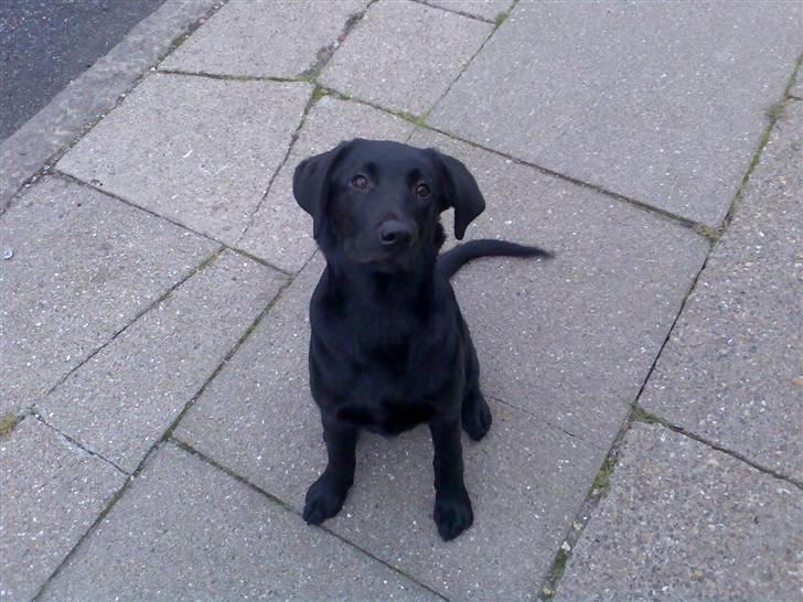 Labrador retriever Nicko billede 2