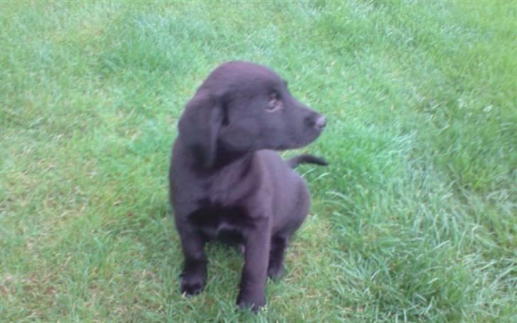 Labrador retriever Nicko - Nicko som lille billede 3