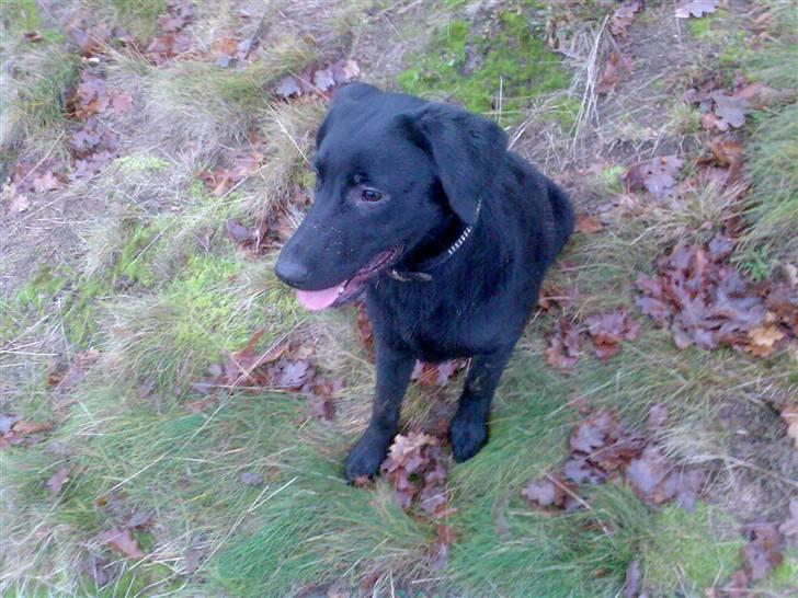 Labrador retriever Nicko billede 4
