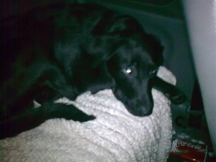 Labrador retriever Nicko billede 5