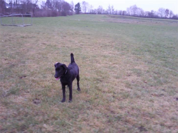 Labrador retriever Nicko billede 6