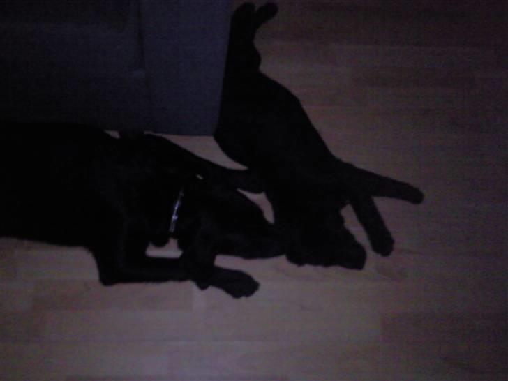 Labrador retriever Nicko - Nickos nye "Lillebror/ven" Baloo billede 7