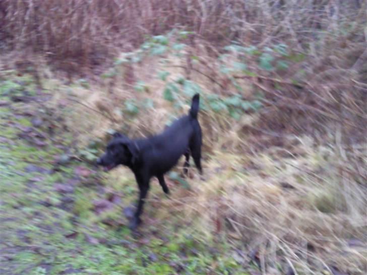 Labrador retriever Nicko billede 8