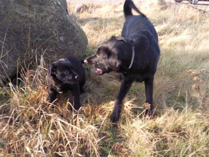 Labrador retriever Nicko billede 9