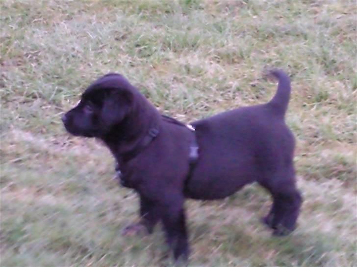 Blanding af racer Baloo billede 1