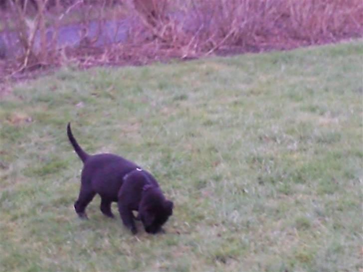 Blanding af racer Baloo billede 2