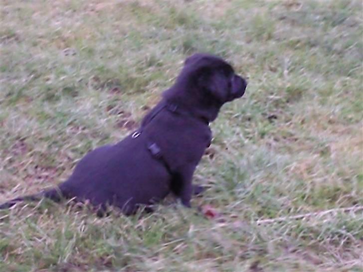 Blanding af racer Baloo billede 3