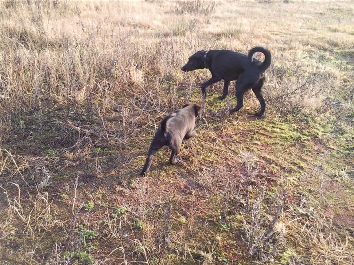 Blanding af racer Baloo billede 6