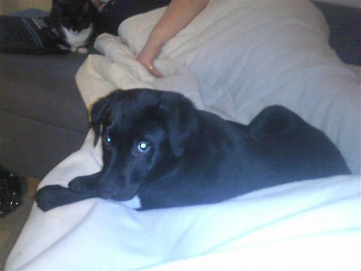 Blanding af racer Baloo billede 7