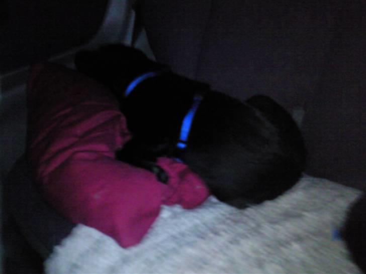 Blanding af racer Baloo billede 9