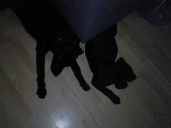 Blanding af racer Baloo billede 10