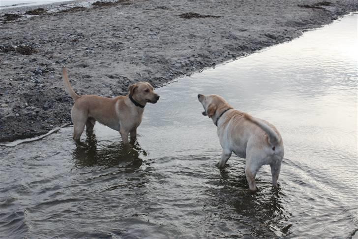 Blanding af racer Miki - Her skælder Miki ud på min storbrors og svigerindes hund Felix fordi den ikke skal gå i vandet. billede 18