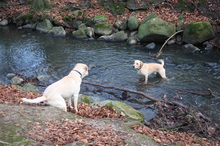 Blanding af racer Miki - Her skælder Miki igen ud på min storbrors og svigerindes hund Felix fordi den ikke skal gå i vandet. billede 19