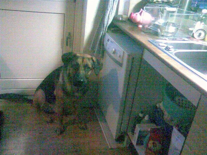 Blanding af racer Enzo R.I.P MIN DRENG - den sidste dag du var hos os.  billede 8