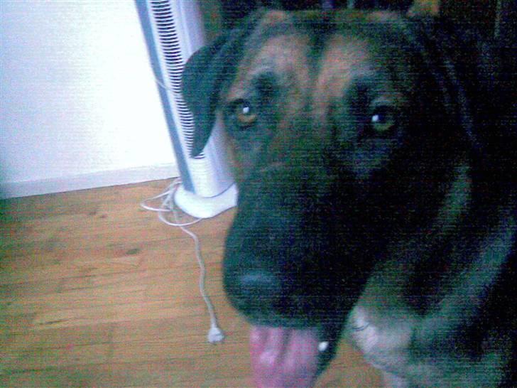 Blanding af racer Enzo R.I.P MIN DRENG - hej mor er jeg bare ikke så dejlig ?? billede 9