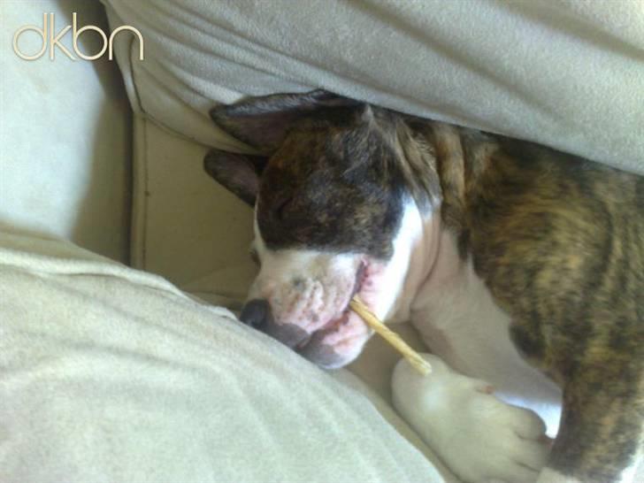 Blanding af racer Lou Bennet billede 2