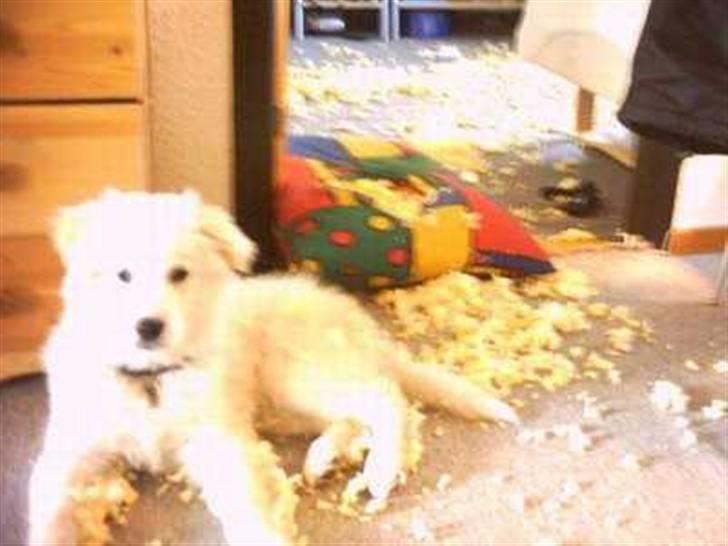 Blanding af racer Bonzo billede 2