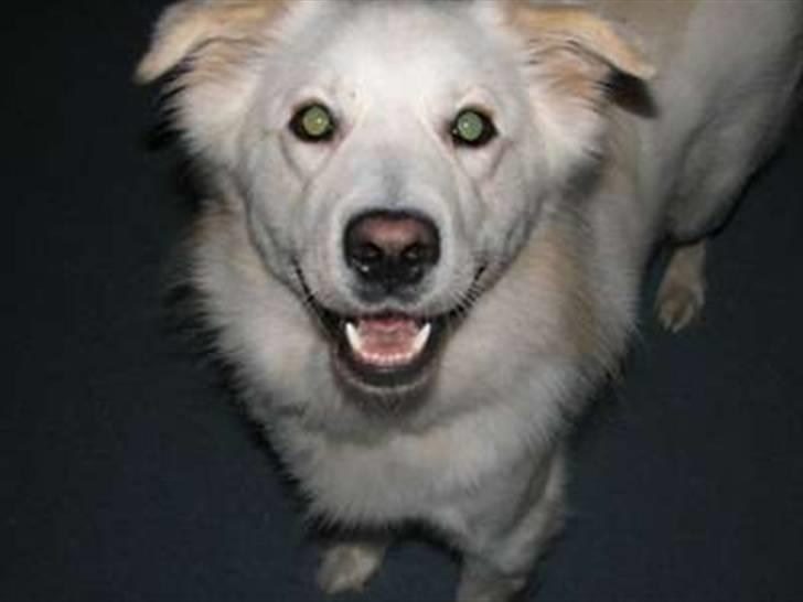 Blanding af racer Bonzo - Bøh billede 4