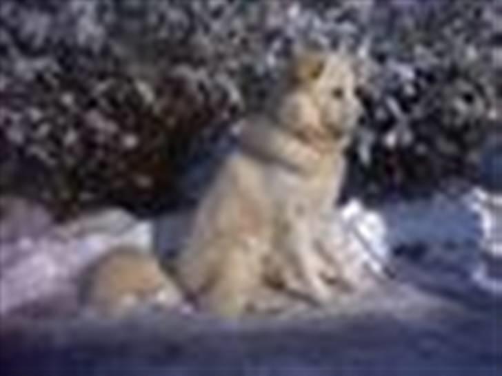 Blanding af racer Bonzo billede 5