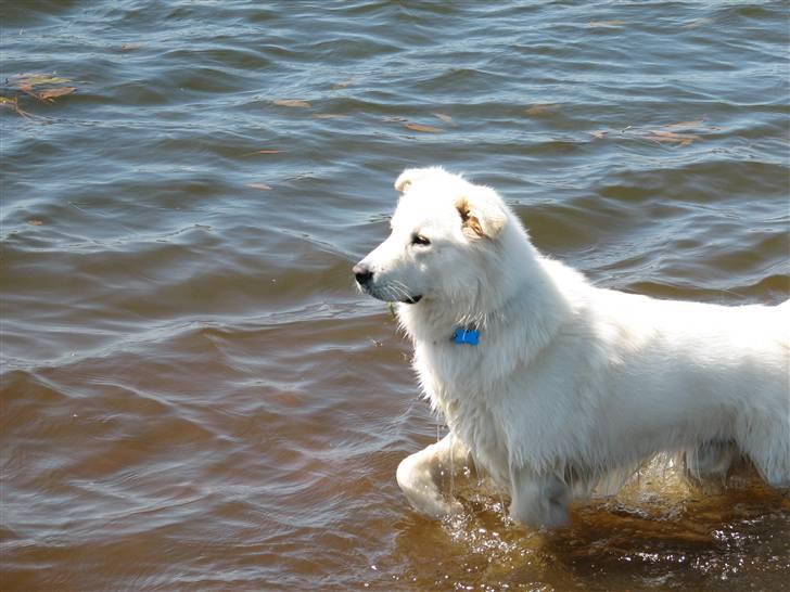 Blanding af racer Bonzo billede 6