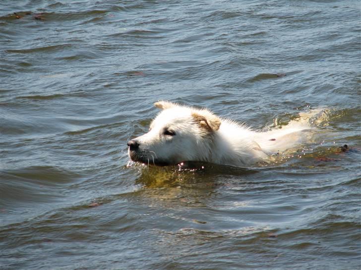 Blanding af racer Bonzo billede 7