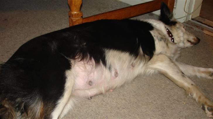 Border collie Taps - Taps er blevet noget tyk på det sidste billede 16