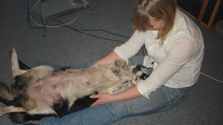 Border collie Taps - Bare se :) en stor tyk mave billede 17